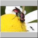 Hedychrum nobile - Sand-Goldwespe 01.jpg